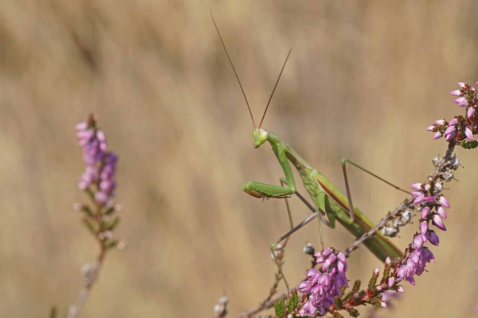 Gottesanbeterin (Mantis religiosa), Männchen