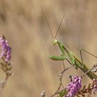 Gottesanbeterin (Mantis religiosa), Männchen