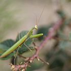 Gottesanbeterin (Mantis religiosa), Männchen