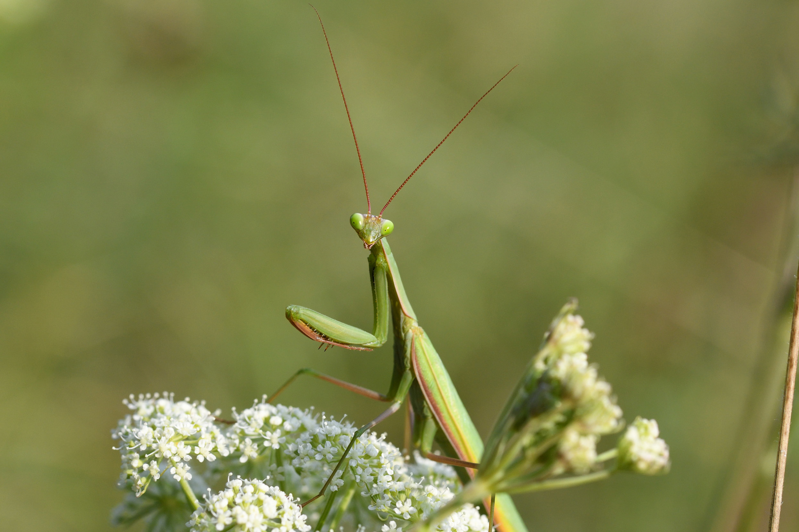 Gottesanbeterin (Mantis religiosa), male