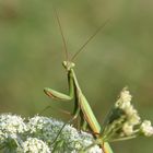 Gottesanbeterin (Mantis religiosa), male