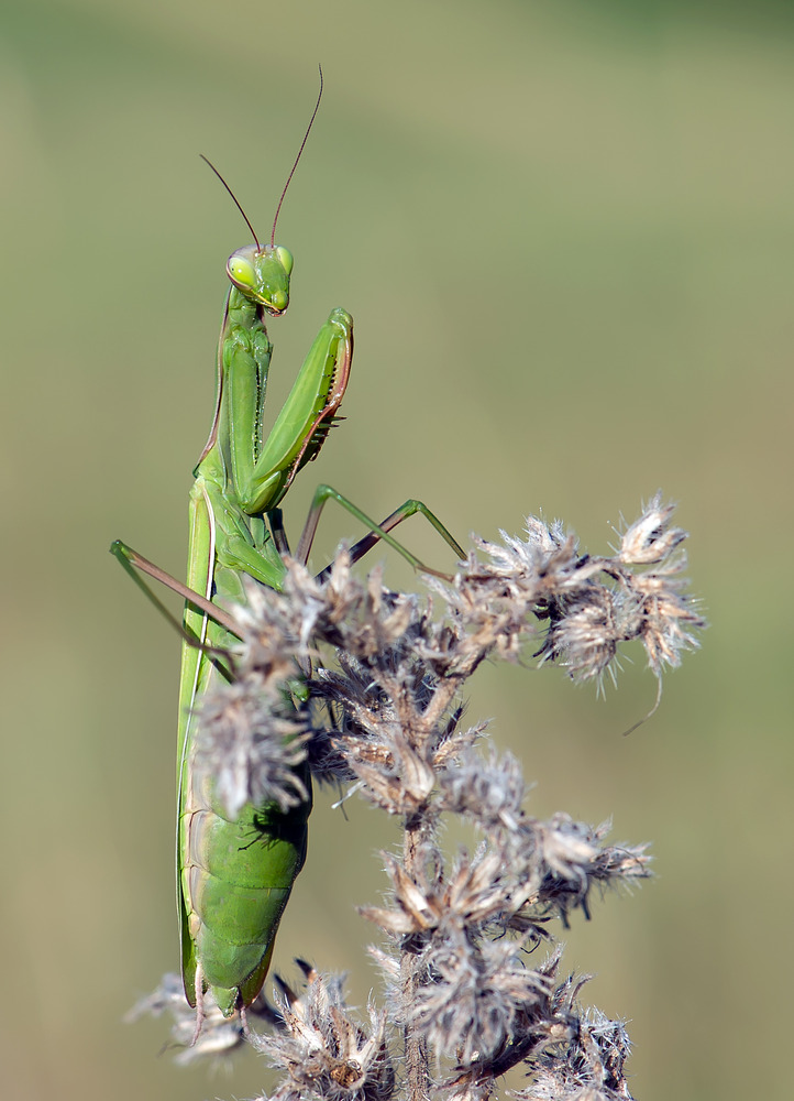 Gottesanbeterin - Mantis religiosa, w