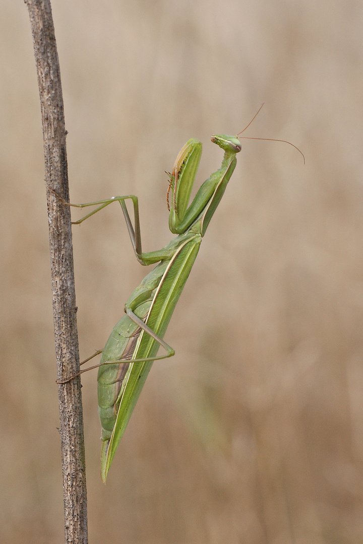 Gottesanbeterin (Mantis religiosa), Weibchen