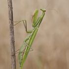 Gottesanbeterin (Mantis religiosa), Weibchen