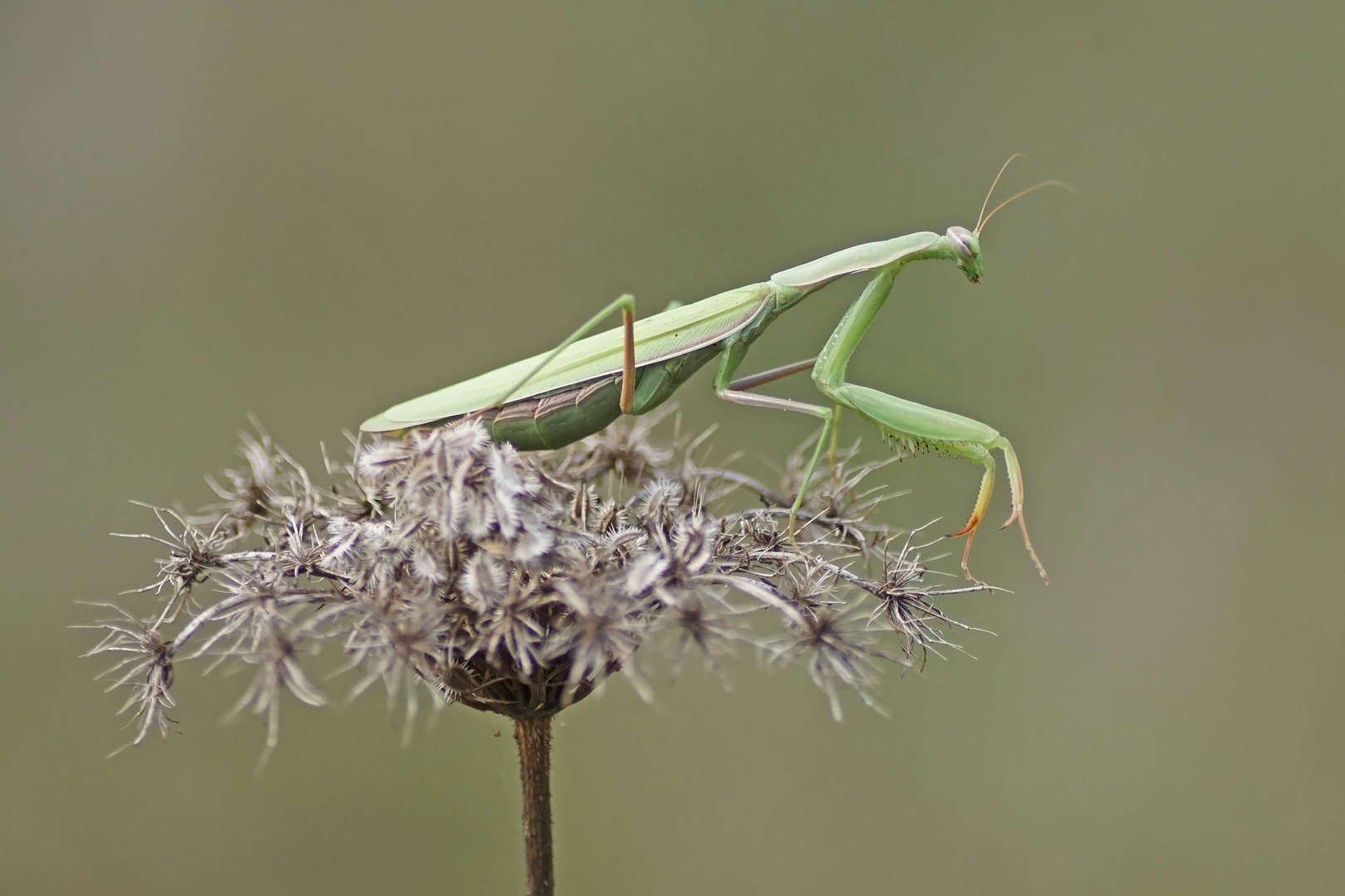 Gottesanbeterin (Mantis religiosa), Weibchen