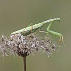 Gottesanbeterin (Mantis religiosa), Weibchen