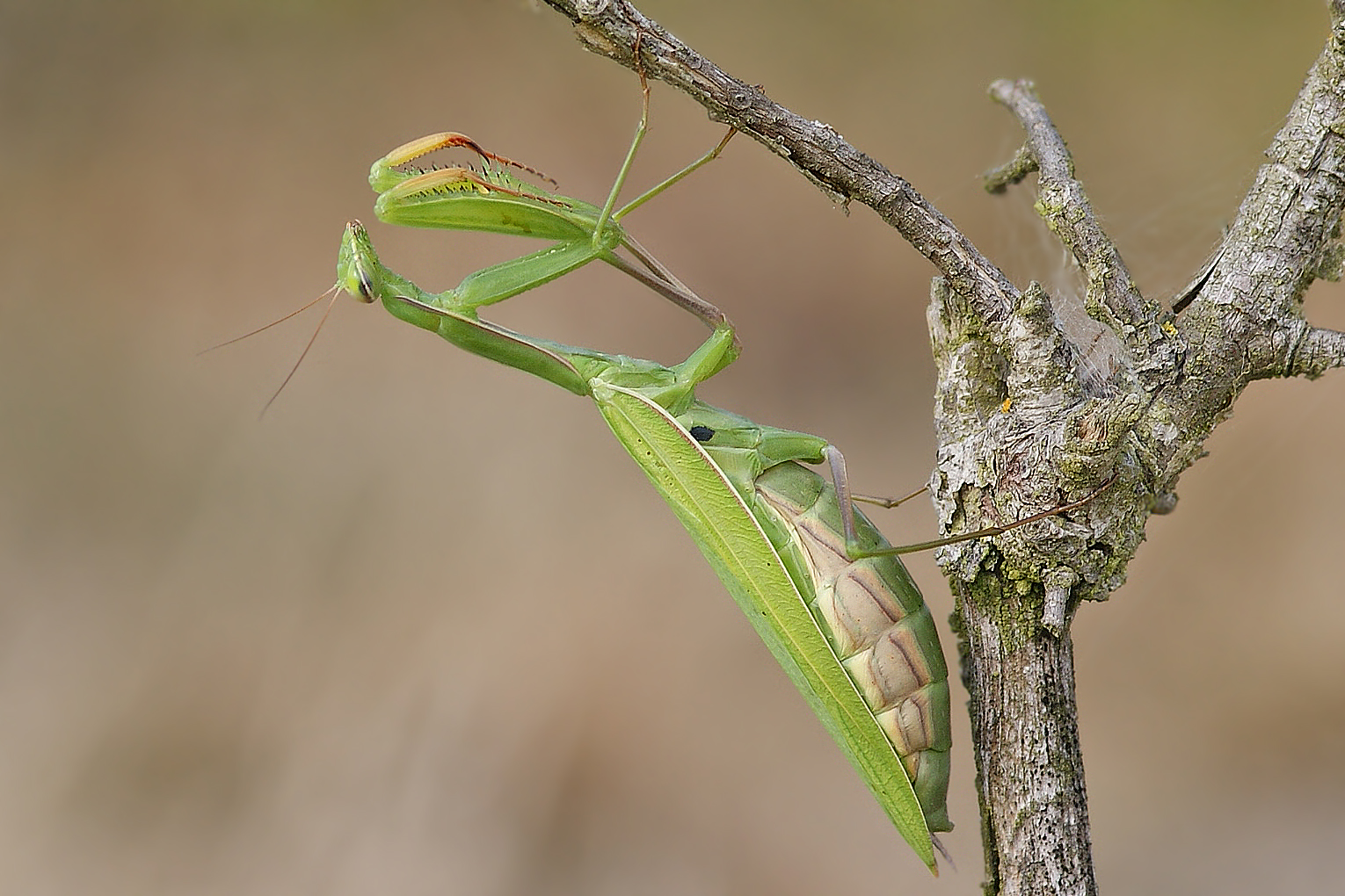 Gottesanbeterin (Mantis religiosa), Weibchen