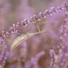 Gottesanbeterin (Mantis religiosa), Weibchen der braunen Farbvariante