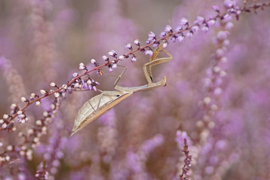 Gottesanbeterin (Mantis religiosa), Weibchen der braunen Farbvariante