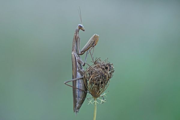 Gottesanbeterin (Mantis religiosa), Weibchen der braunen Form