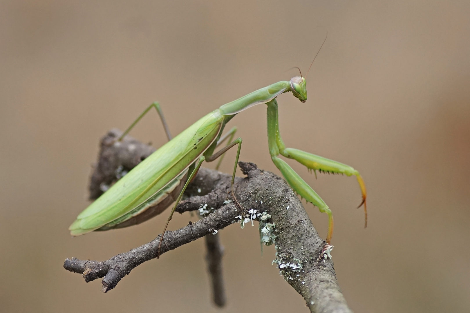 Gottesanbeterin (Mantis religiosa), Weibchen