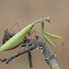 Gottesanbeterin (Mantis religiosa), Weibchen