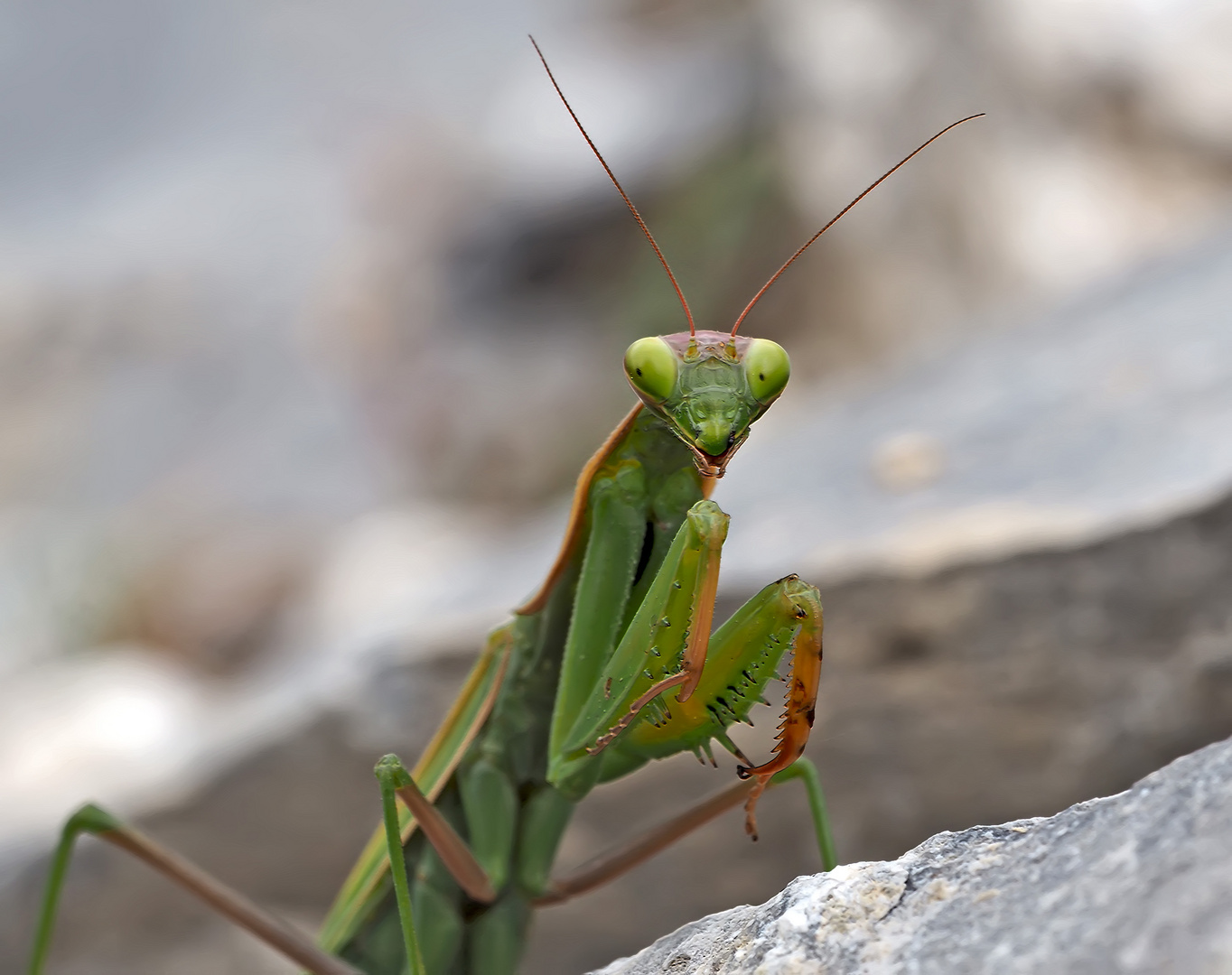 Gottesanbeterin (Mantis religiosa): Wieder eine Fliege, bitte! Foto 6 - Elle voit une mouche..