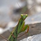 Gottesanbeterin (Mantis religiosa): Wieder eine Fliege, bitte! Foto 6 - Elle voit une mouche..