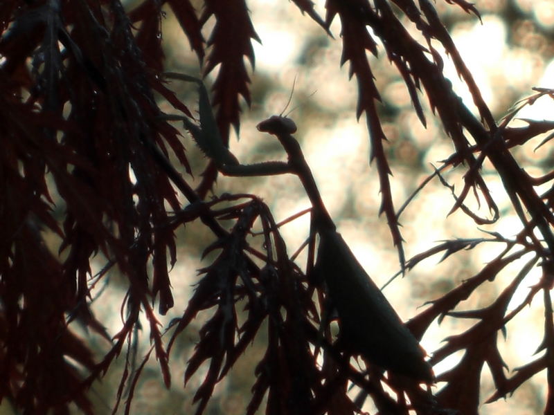 Gottesanbeterin Oxyopsis gracilis im Schatten