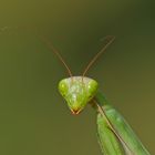 Gottesanbeterin Portrait