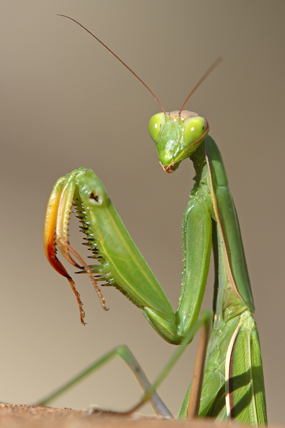 Gottesanbeterin Portrait