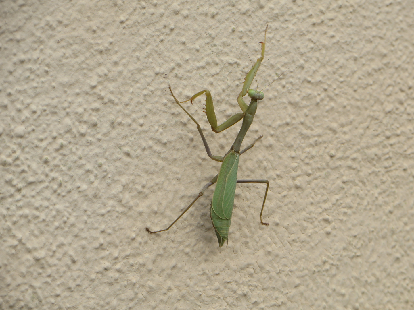 Gottesanbeterin - Praying Mantis
