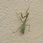 Gottesanbeterin - Praying Mantis