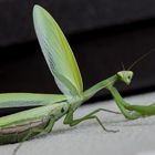 Gottesanbeterin von Angesicht zu Angesicht