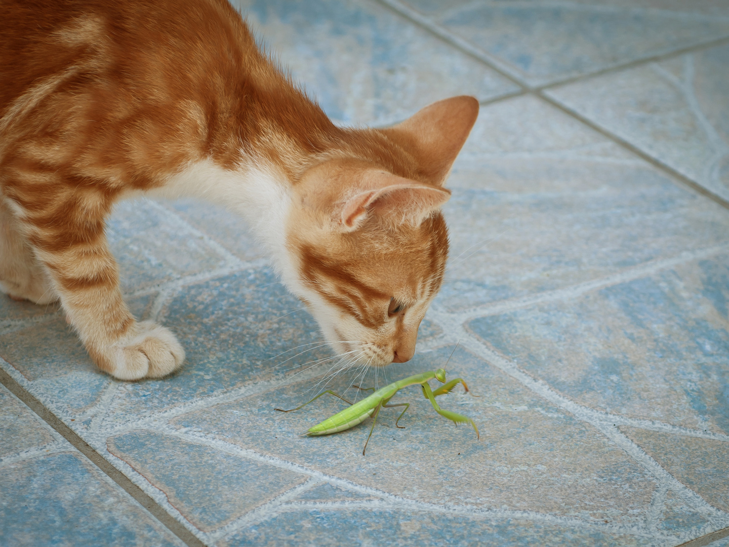 Gottesanbeterin vs. Katze