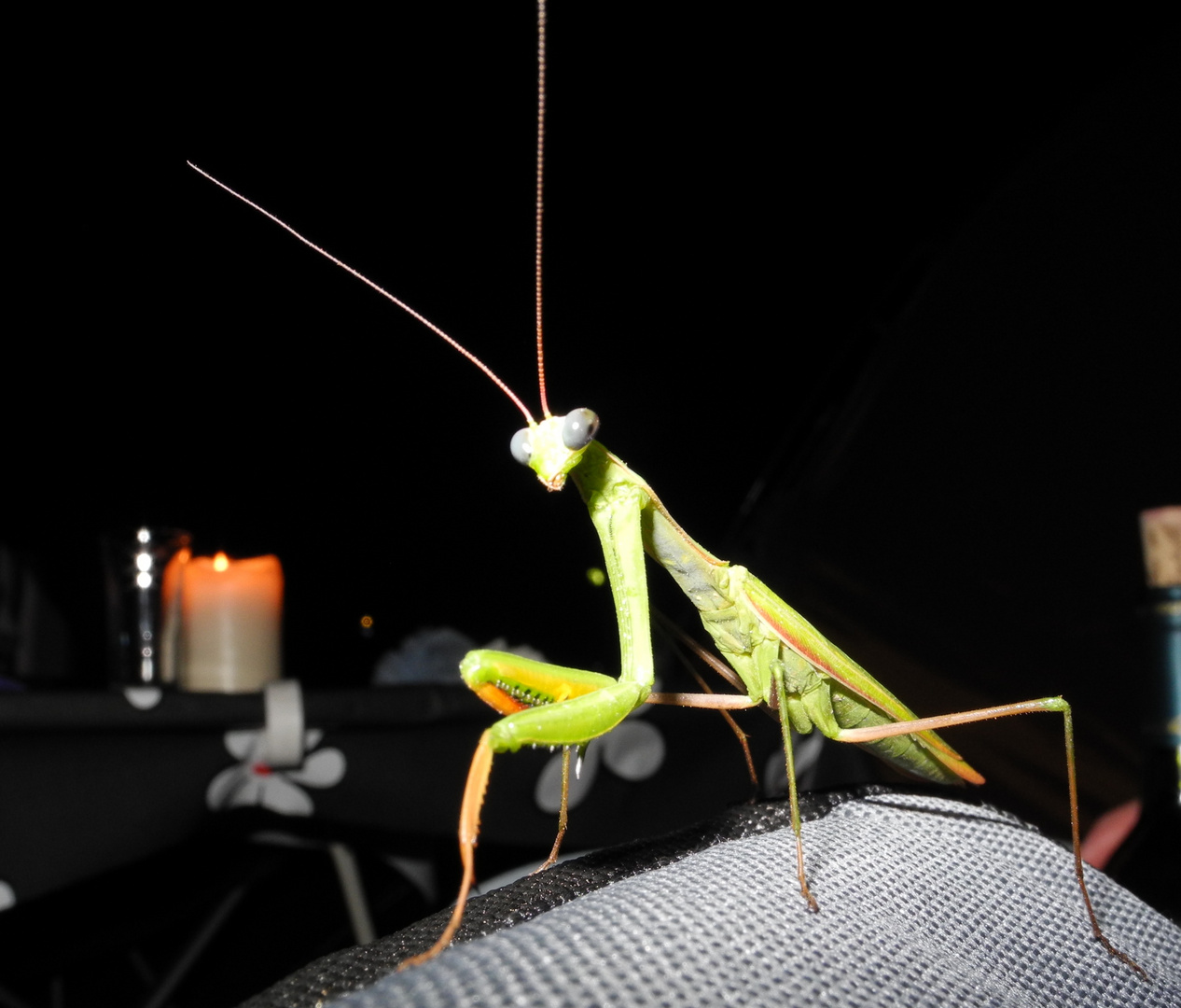 Gottesanbeterin zum Abendbesuch bei uns am Zelt