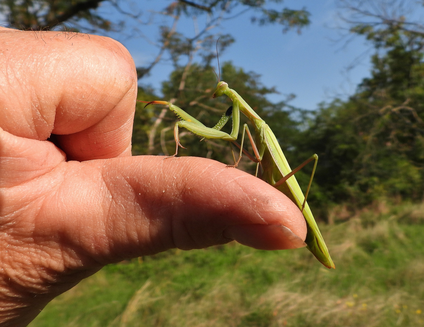 Gottesanbeterin_06b: "High Five for Friends"