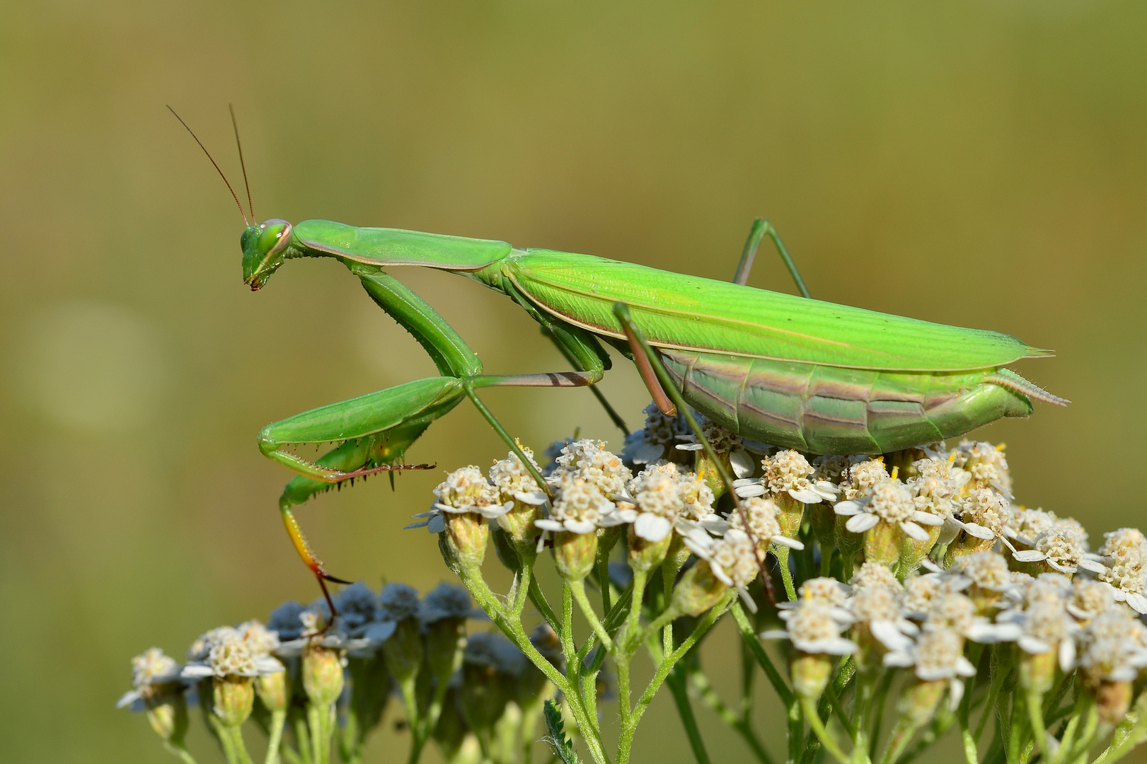 Gottesanbeterin.....(Mantis religiosa)......