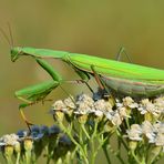 Gottesanbeterin.....(Mantis religiosa)......