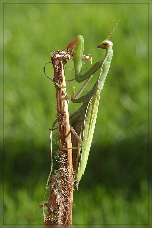 Gottesanbeterin/mantis religiosa