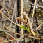 Gottesanbeterin....(Mantis religiosa).....