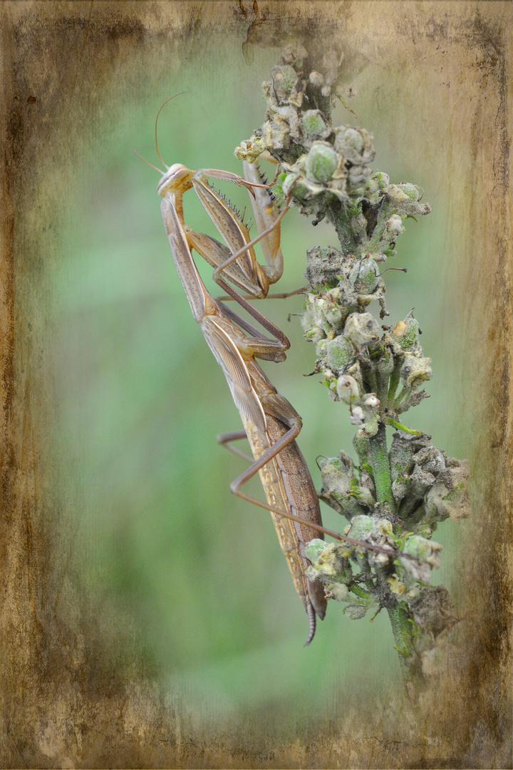 Gottesanbeterin....(Mantis religiosa)