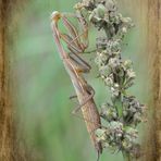 Gottesanbeterin....(Mantis religiosa)