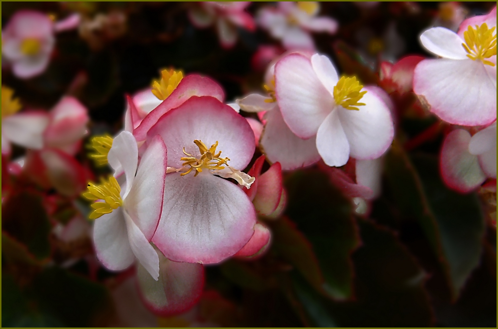 Gottesaugen  Begonia semperflorens