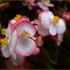 Gottesaugen  Begonia semperflorens