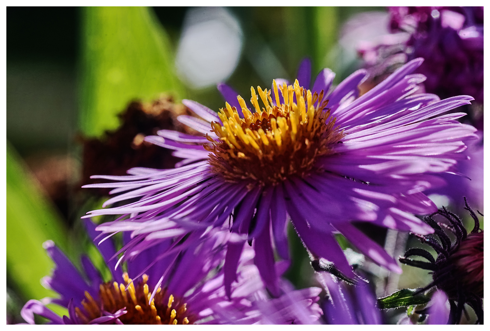 Gottfried Benn: Kleine Aster (1912)