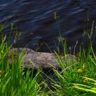 Gouganebarra Lake / Irland