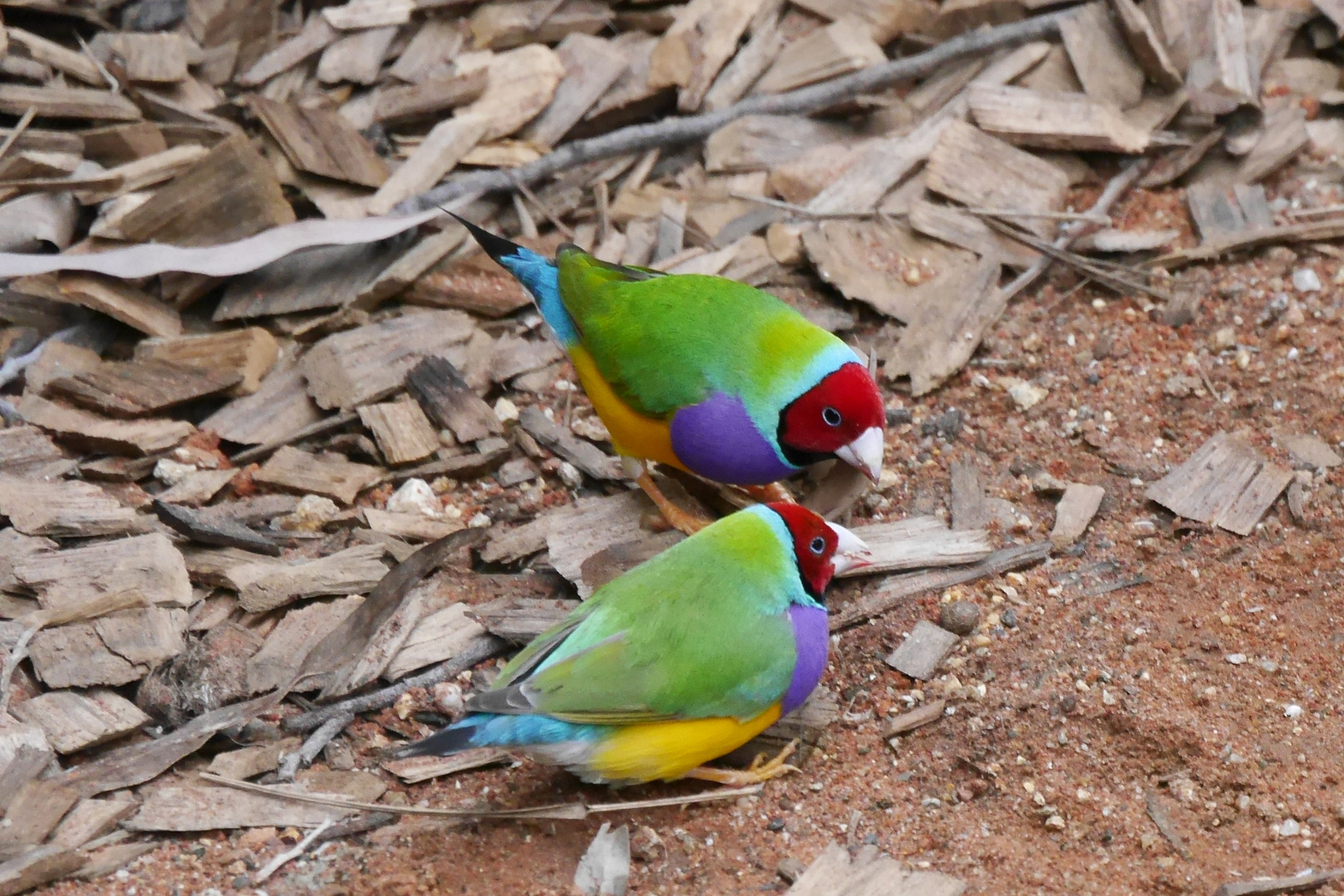 Gould-Amadine  (Gouldian Finch)