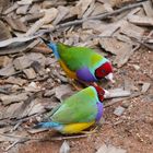 Gould-Amadine  (Gouldian Finch)