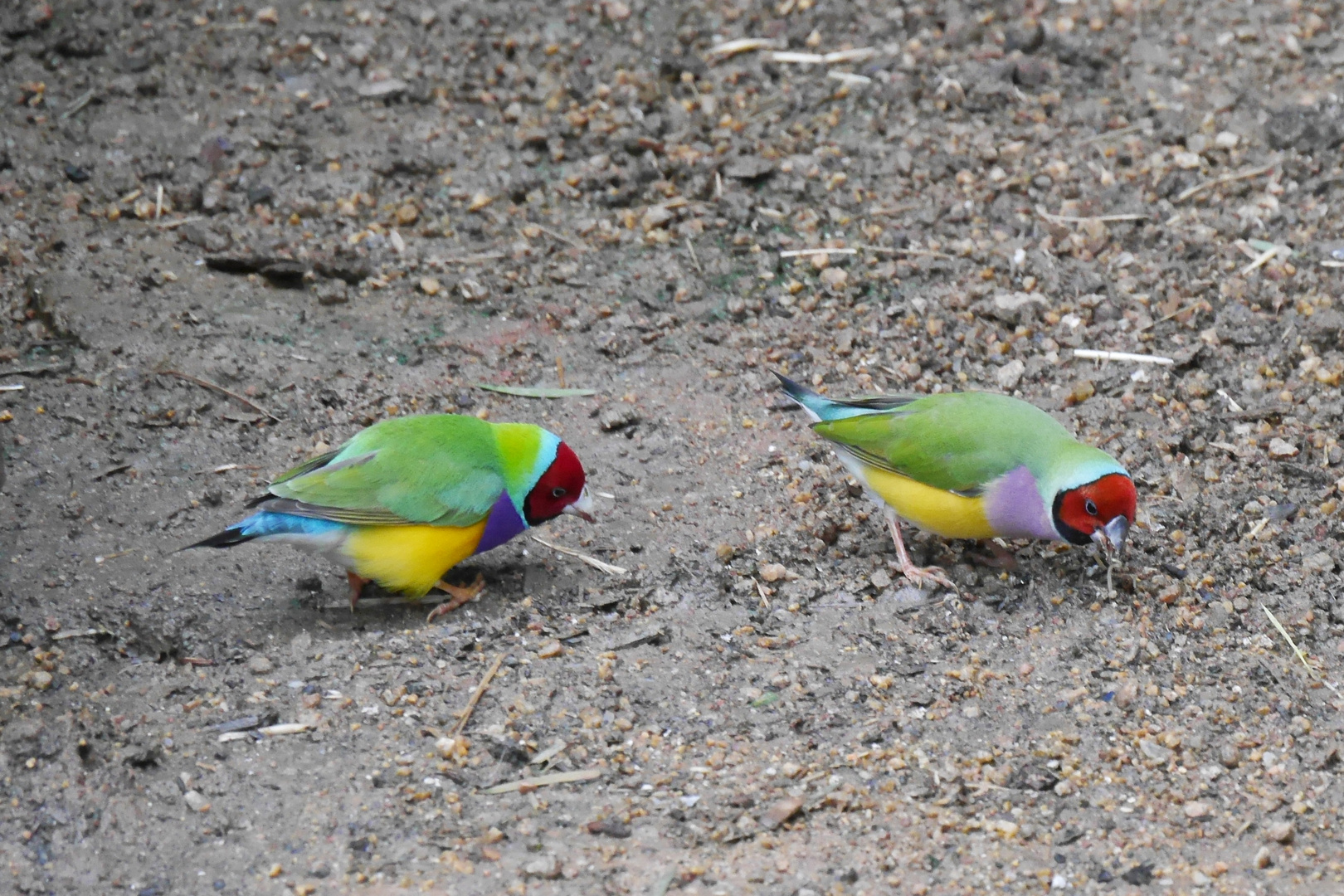 Gould-Amadinen (Gouldian Finches)