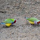 Gould-Amadinen (Gouldian Finches)