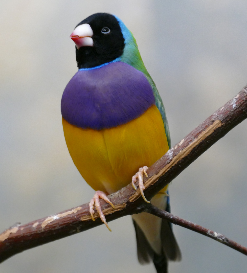 Gouldamadine im Wuppertaler Zoo