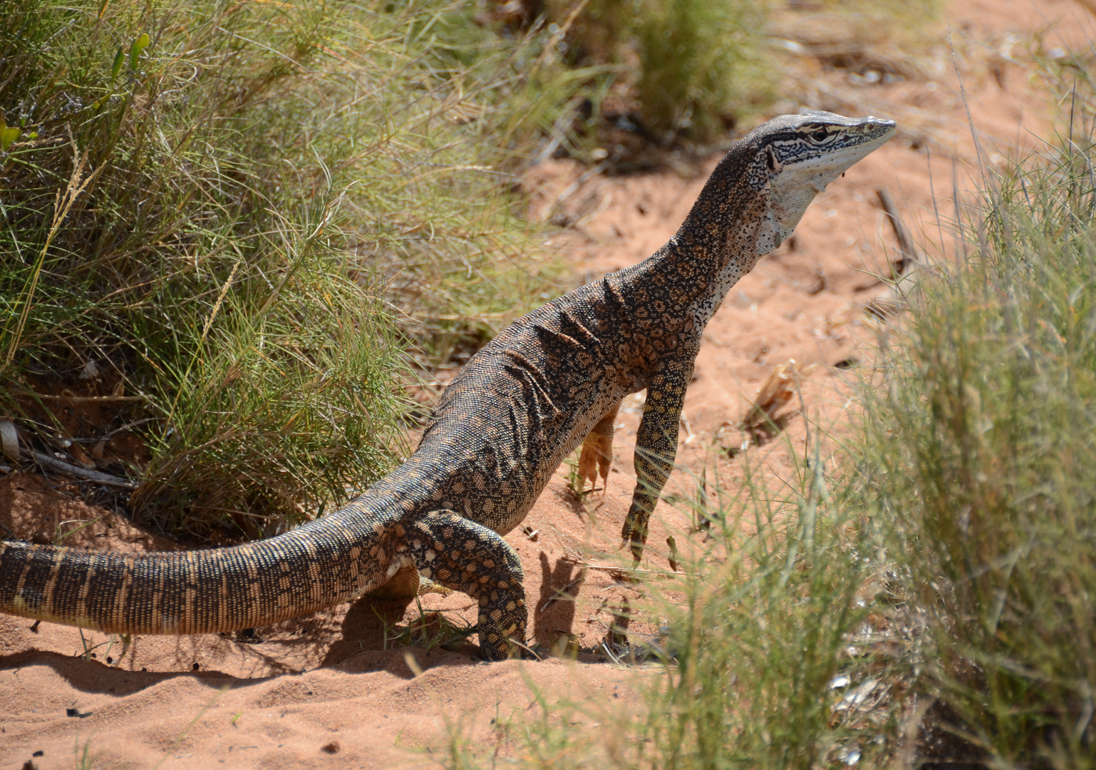 Gould's Goanna