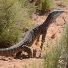 Gould's Goanna