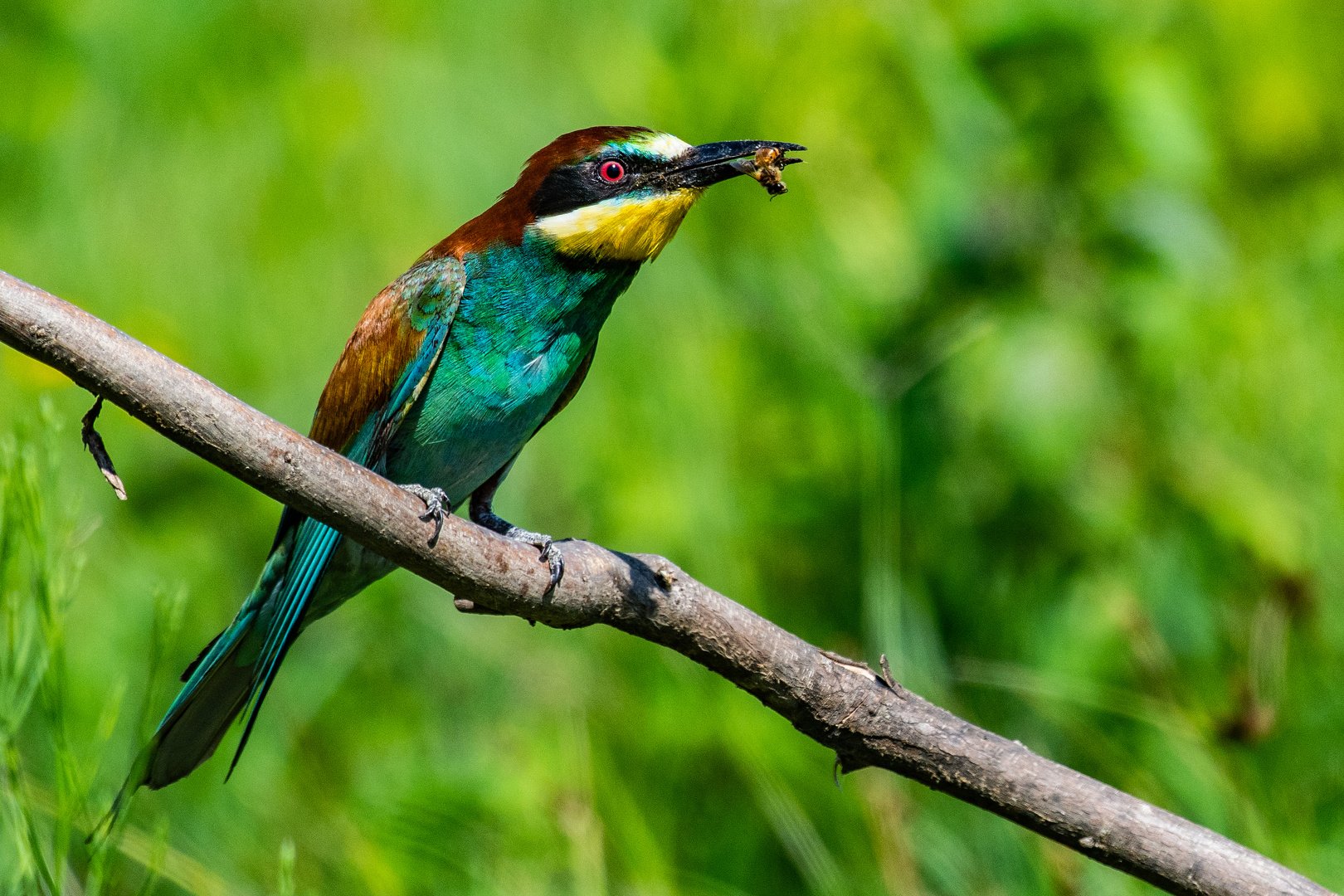 Gourmand