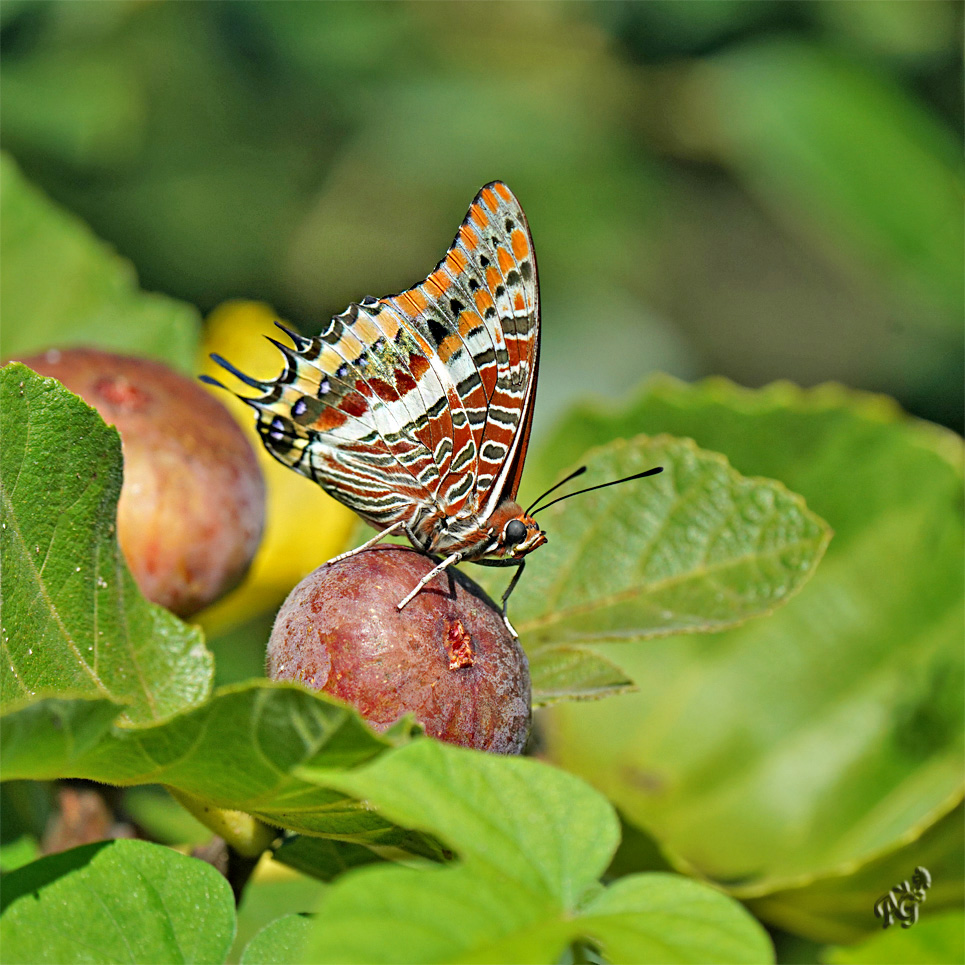 Gourmand, le pacha à 2 queues ....