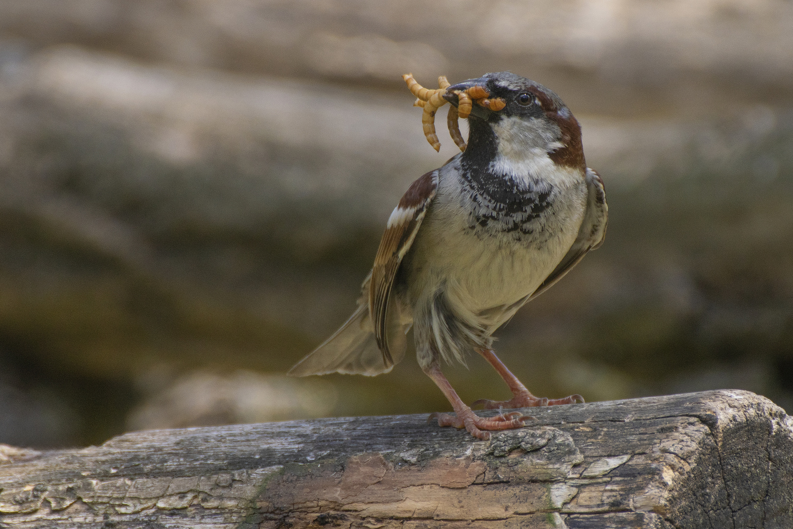 Gourmand (Passer domesticus, moineau domestique)