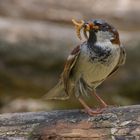 Gourmand (Passer domesticus, moineau domestique)