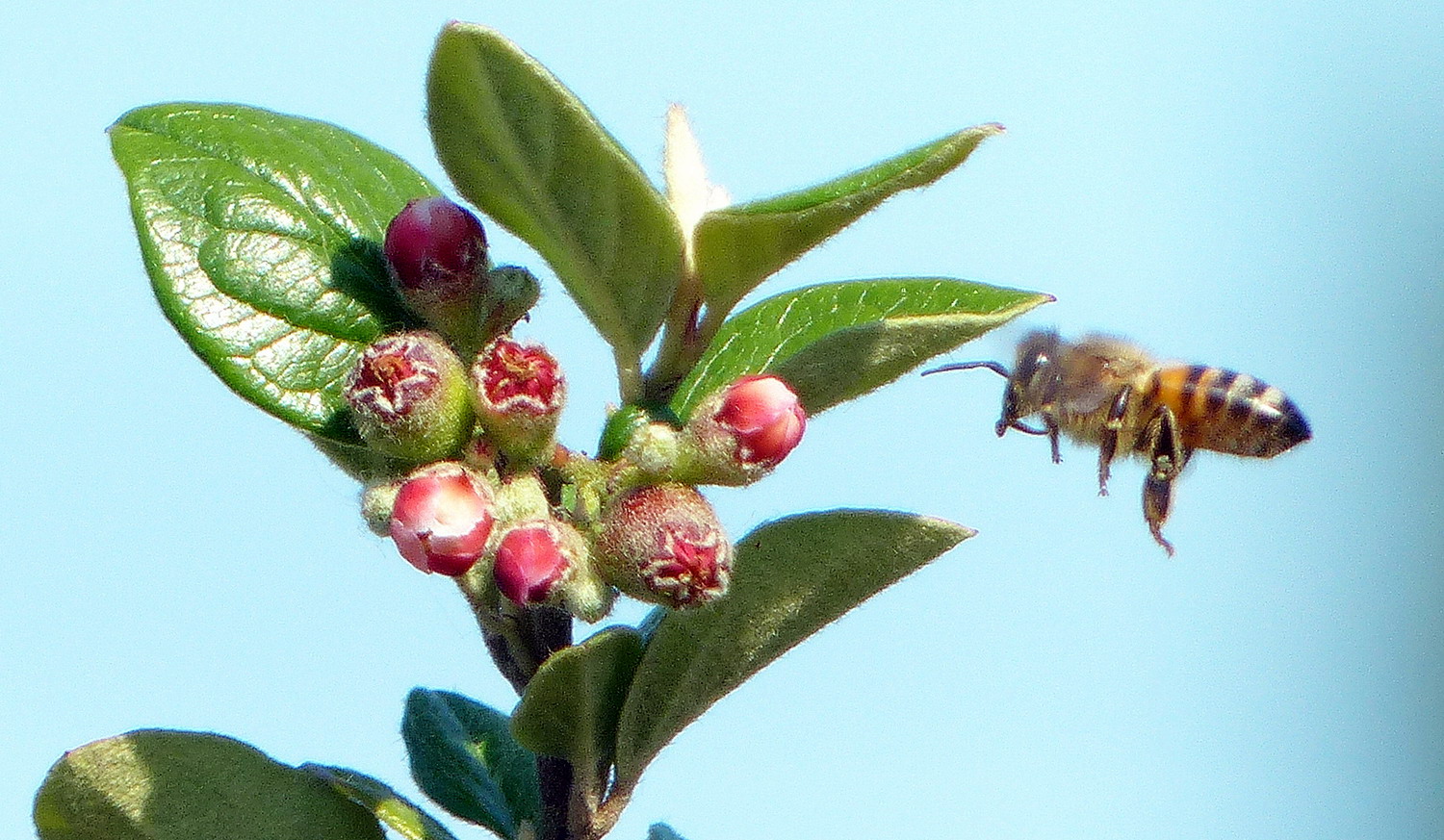 Gourmande en approche