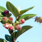 Gourmande en approche